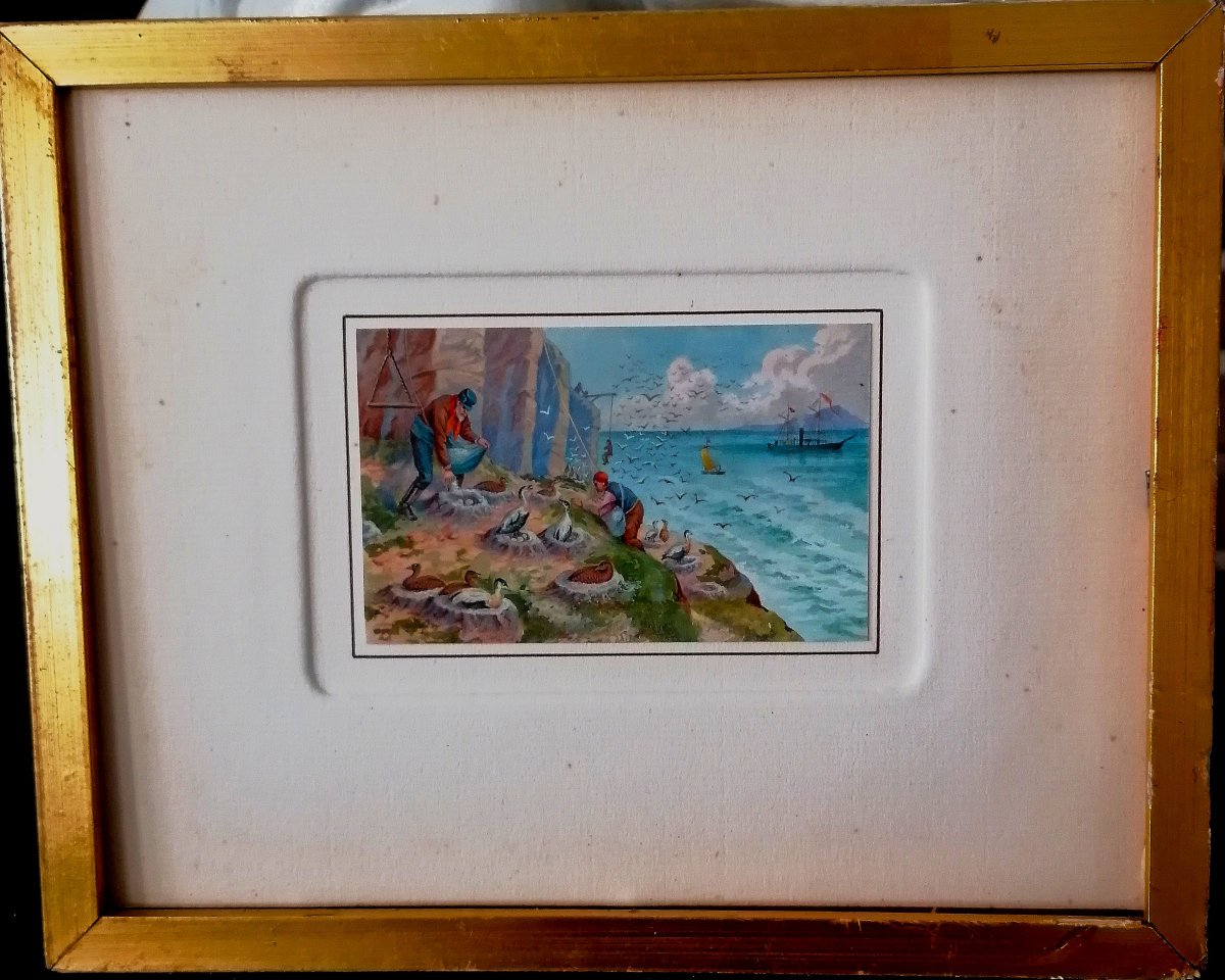 Miniature - Watercolor And Goaushe - Sailors Collecting Birds' Eggs And Down - Late 19th Century --photo-2