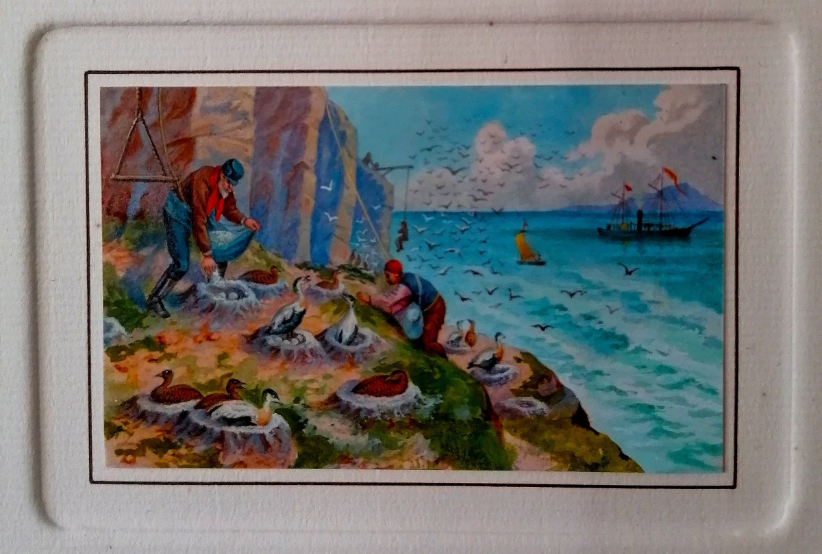 Miniature - Watercolor And Goaushe - Sailors Collecting Birds' Eggs And Down - Late 19th Century -