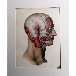 LITHOGRAPHIE - NERF FACIAL - TRAITE COMPLET DE L'ANATOMIE DE L'HOMME - Dr BOURGERY - NH JACOB -