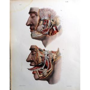 LITHOGRAPHIE - NERF TRIJUMEAU - TRAITE DE L 'ANATOMIE DE L'HOMME - Dr BOURGERY - NH JACOB -