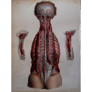 LITHOGRAPHIE - NERFS PROFONDS DOS - TRAITE DE L 'ANATOMIE DE L'HOMME - Dr BOURGERY - NH JACOB -