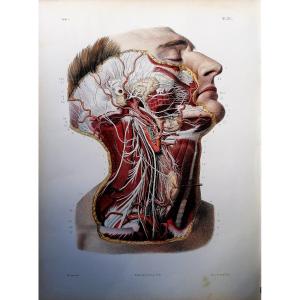 LITHOGRAPHIE - CERVICO-FACIALE - TRAITE DE L 'ANATOMIE DE L'HOMME - Dr BOURGERY - NH JACOB -