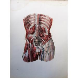 LITHOGRAPHIE - PLEXUX LOMBAIRES - TRAITE DE L 'ANATOMIE DE L'HOMME - Dr BOURGERY - NH JACOB -
