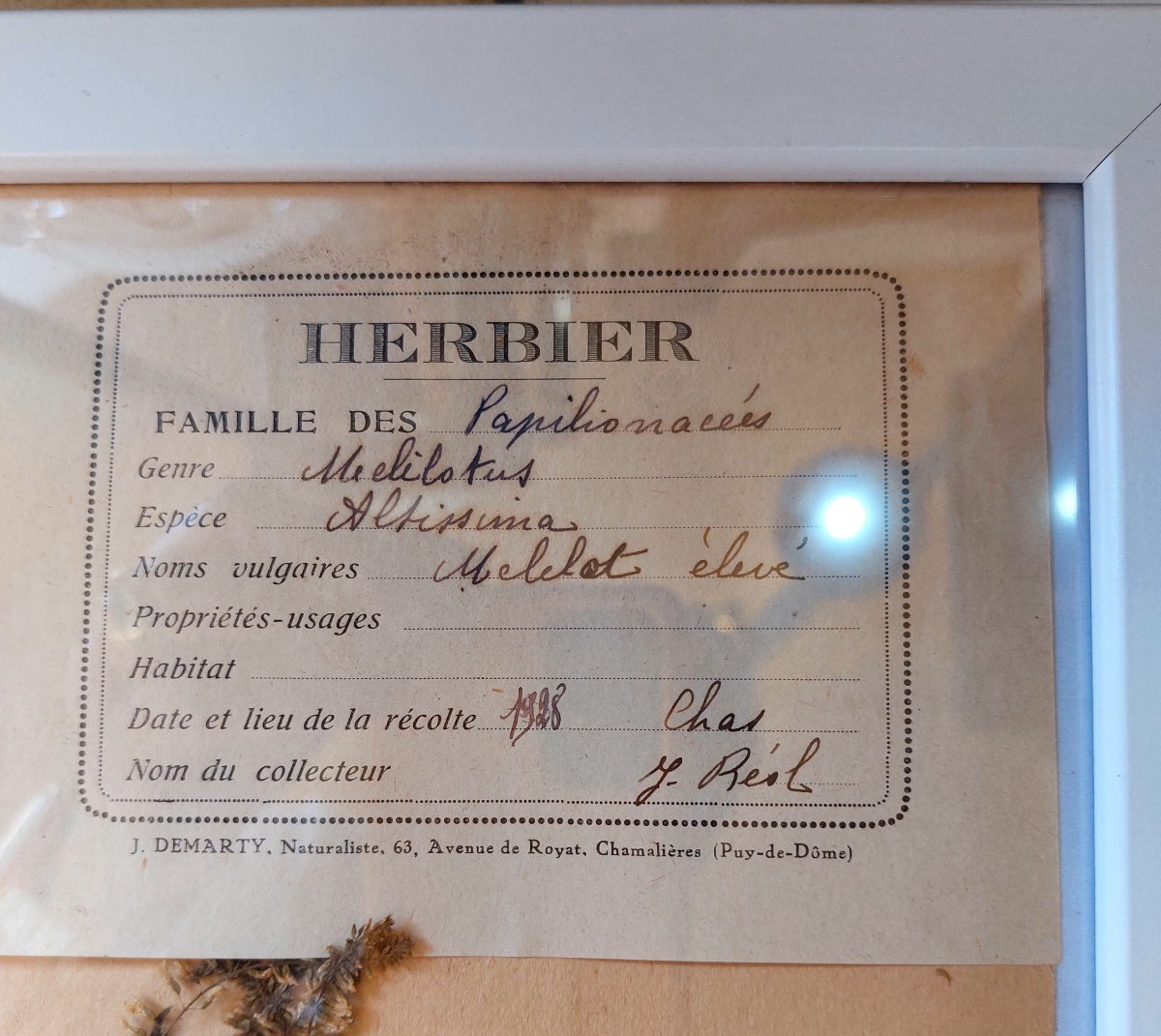 6 herbiers 1928. Cadre bois récents-photo-4