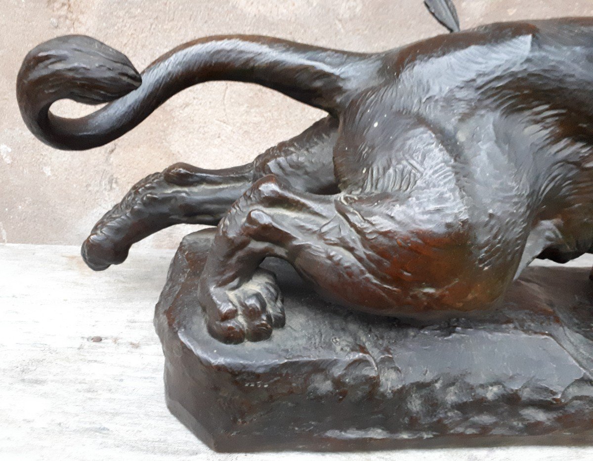 Grande sculpture en bronze (68 cm) d'une lionne blessée, par Charles Valton, France XIXe-photo-3