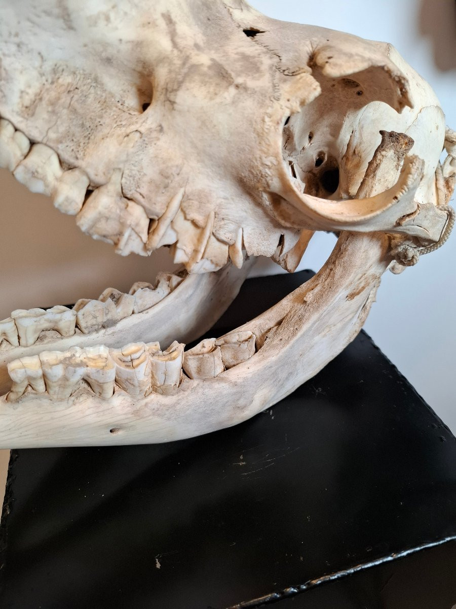 Veritable crâne de dromadaire -photo-3