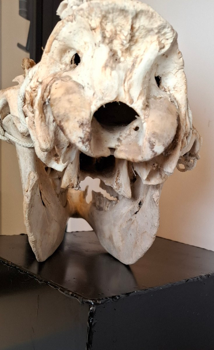 Veritable crâne de dromadaire -photo-4