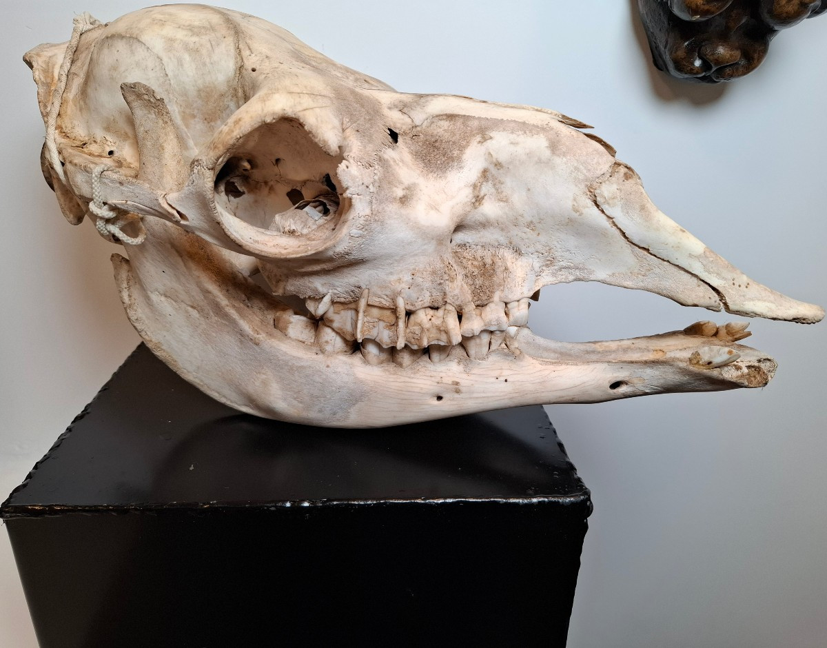 Veritable crâne de dromadaire 