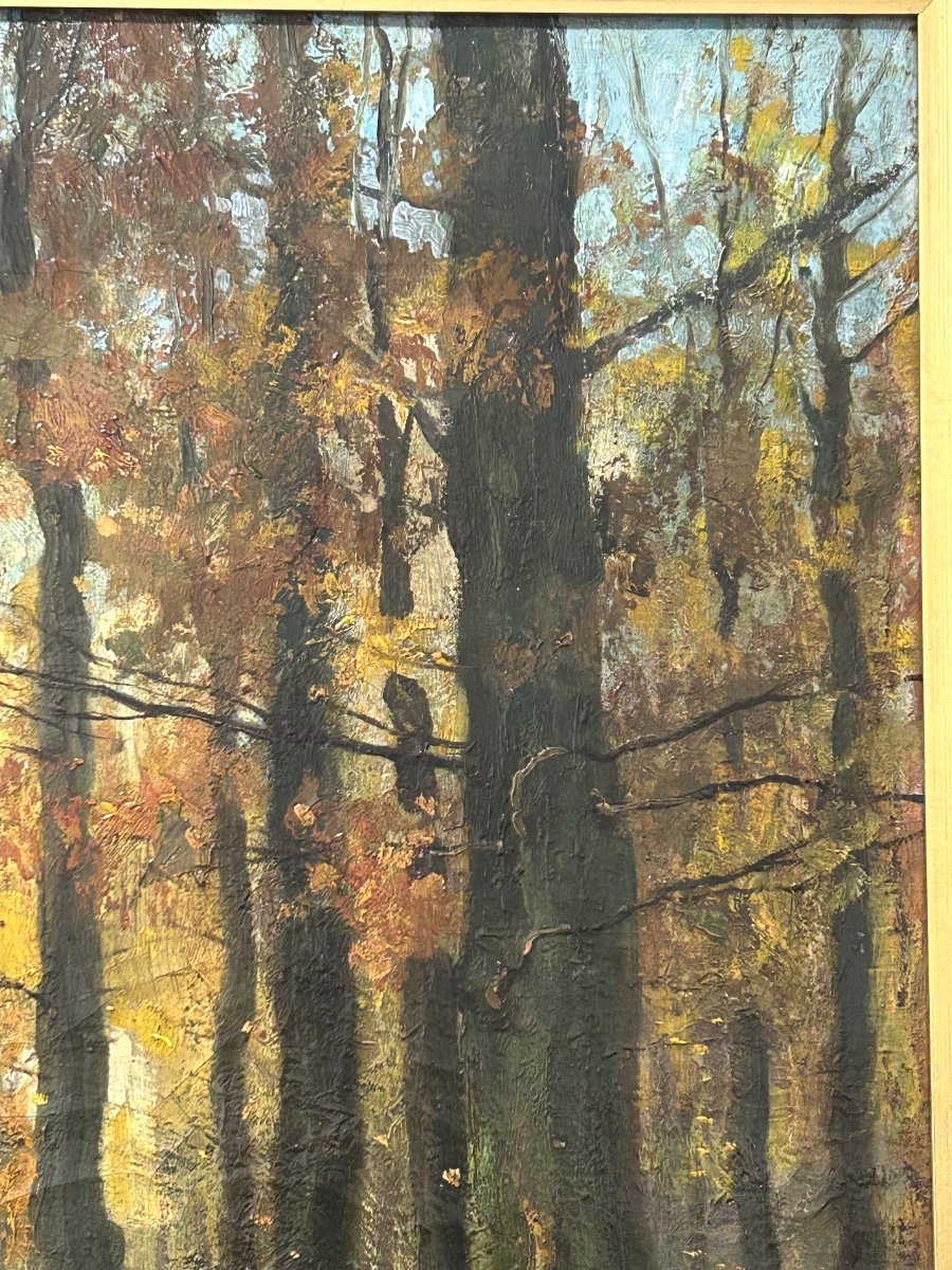 J. Karpathy, paysage forêt de Soignes -photo-2