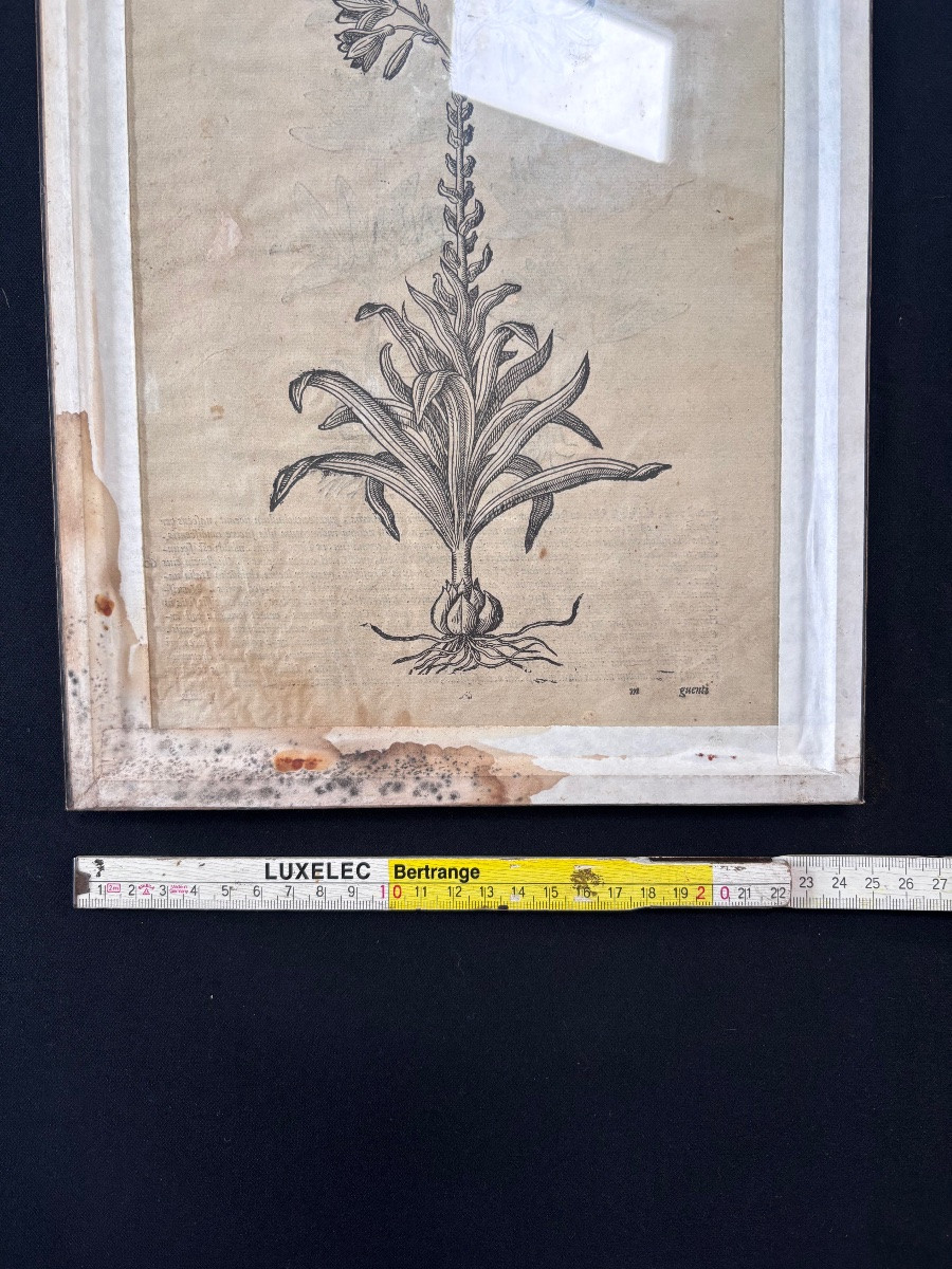 Colourful Engraving Of A Flower, Front And Back. -photo-4