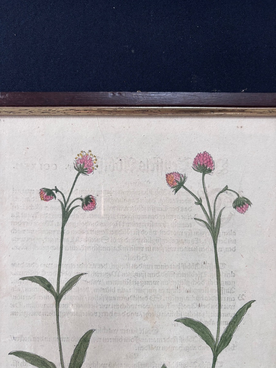 Gravure colorée d’une fleur recto-verso-photo-1