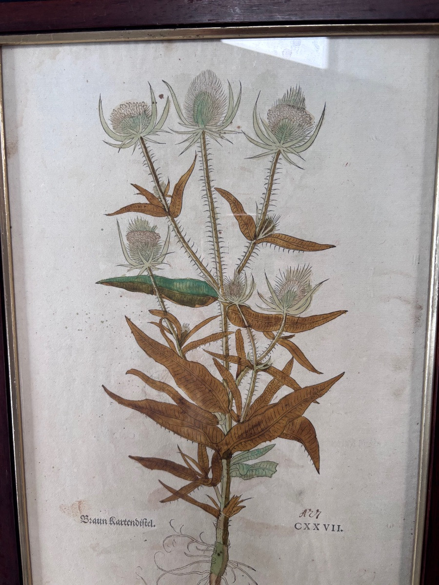 Lot de deux gravures colorées de plantes recto verso-photo-2