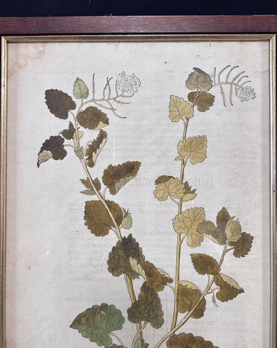 Lot de deux gravures colorées de plantes recto verso-photo-3