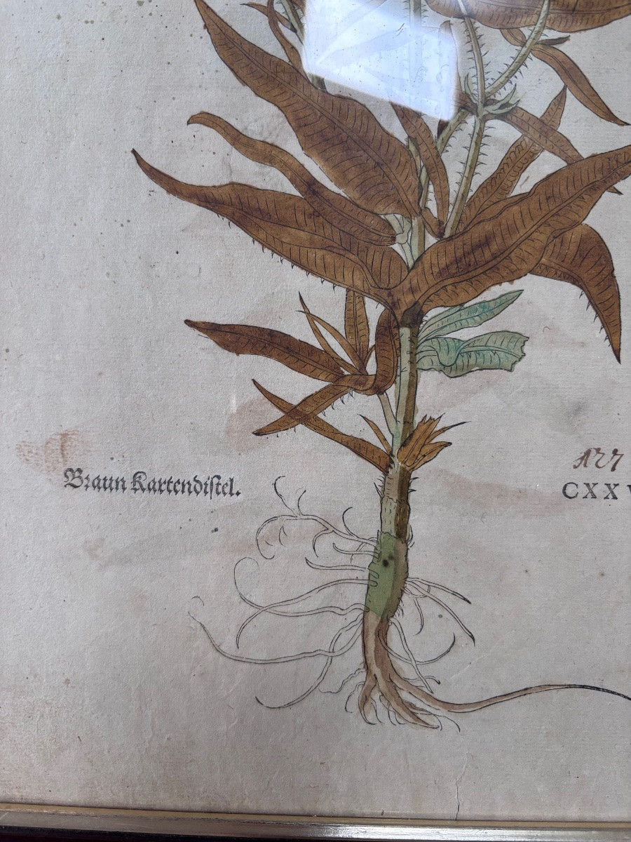 Lot de deux gravures colorées de plantes recto verso-photo-1
