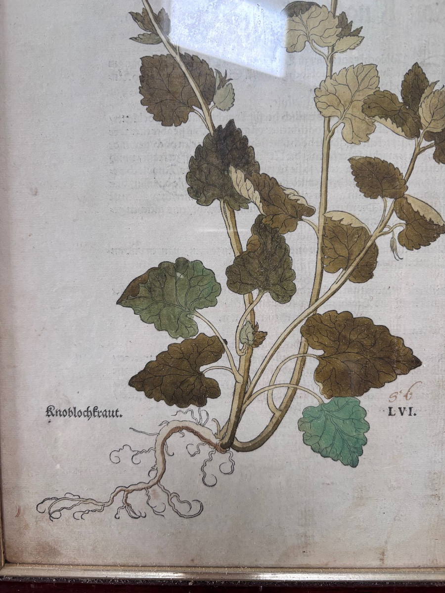 Lot de deux gravures colorées de plantes recto verso-photo-2