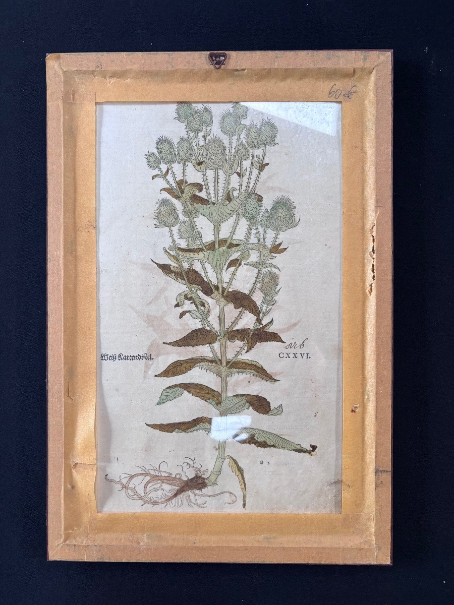 Lot de deux gravures colorées de plantes recto verso-photo-3