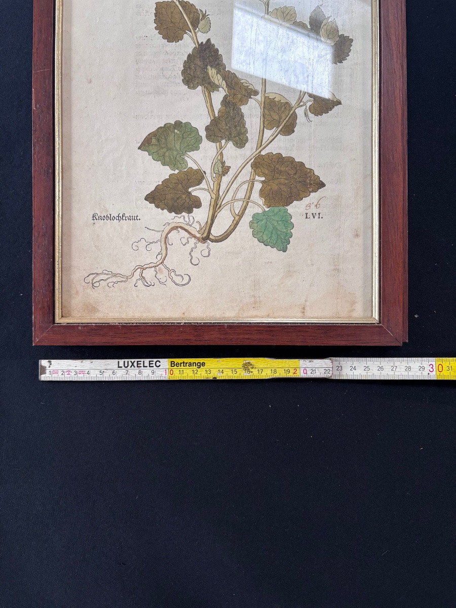 Lot de deux gravures colorées de plantes recto verso-photo-7