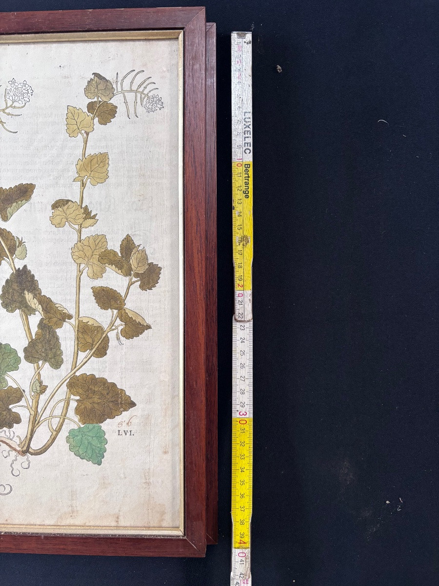 Lot de deux gravures colorées de plantes recto verso-photo-8
