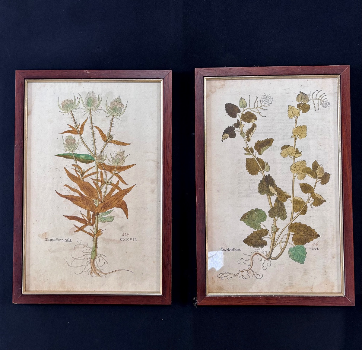 Lot de deux gravures colorées de plantes recto verso