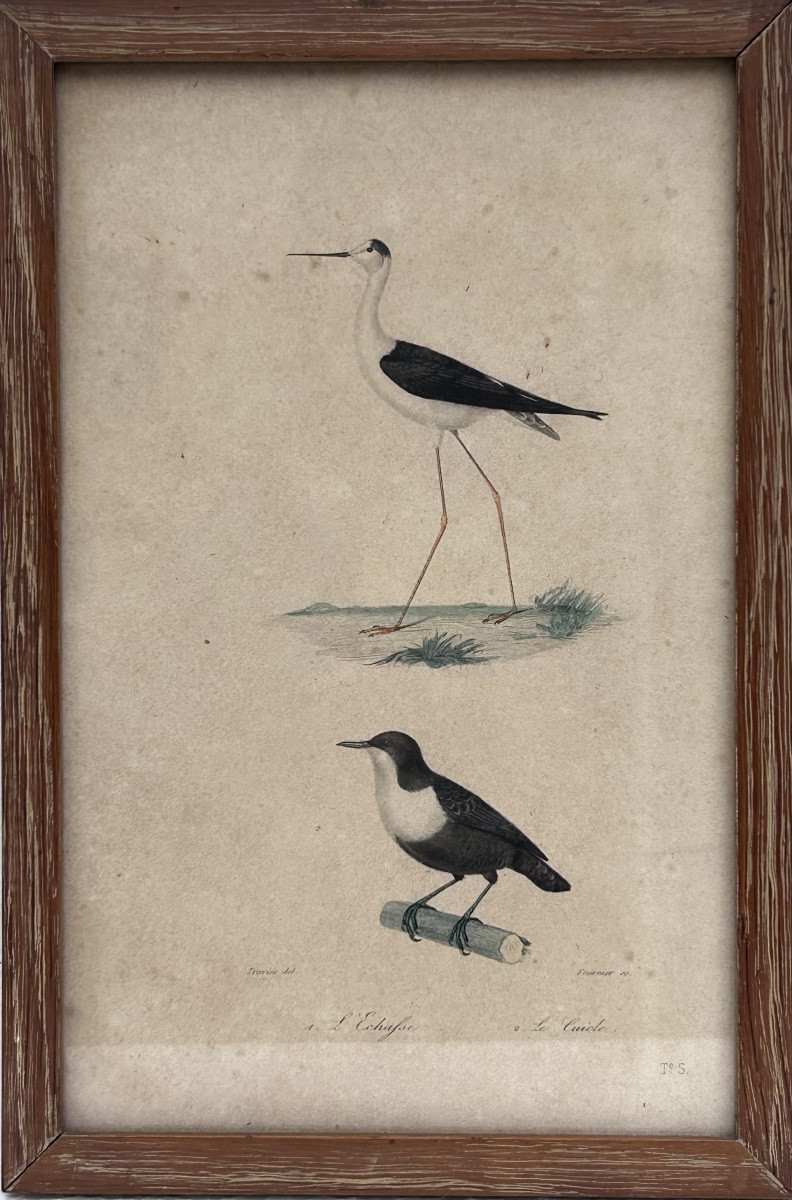 Lot de 4 gravures colorées sur le thème des oiseaux-photo-2