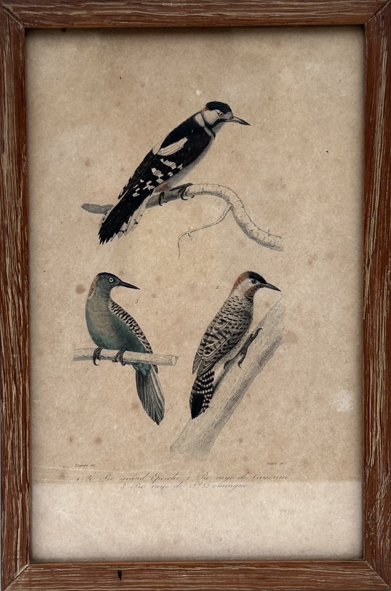 Lot de 4 gravures colorées sur le thème des oiseaux-photo-3