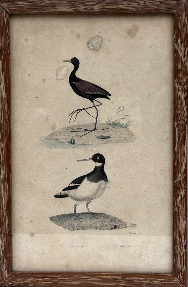 Lot de 4 gravures colorées sur le thème des oiseaux-photo-4