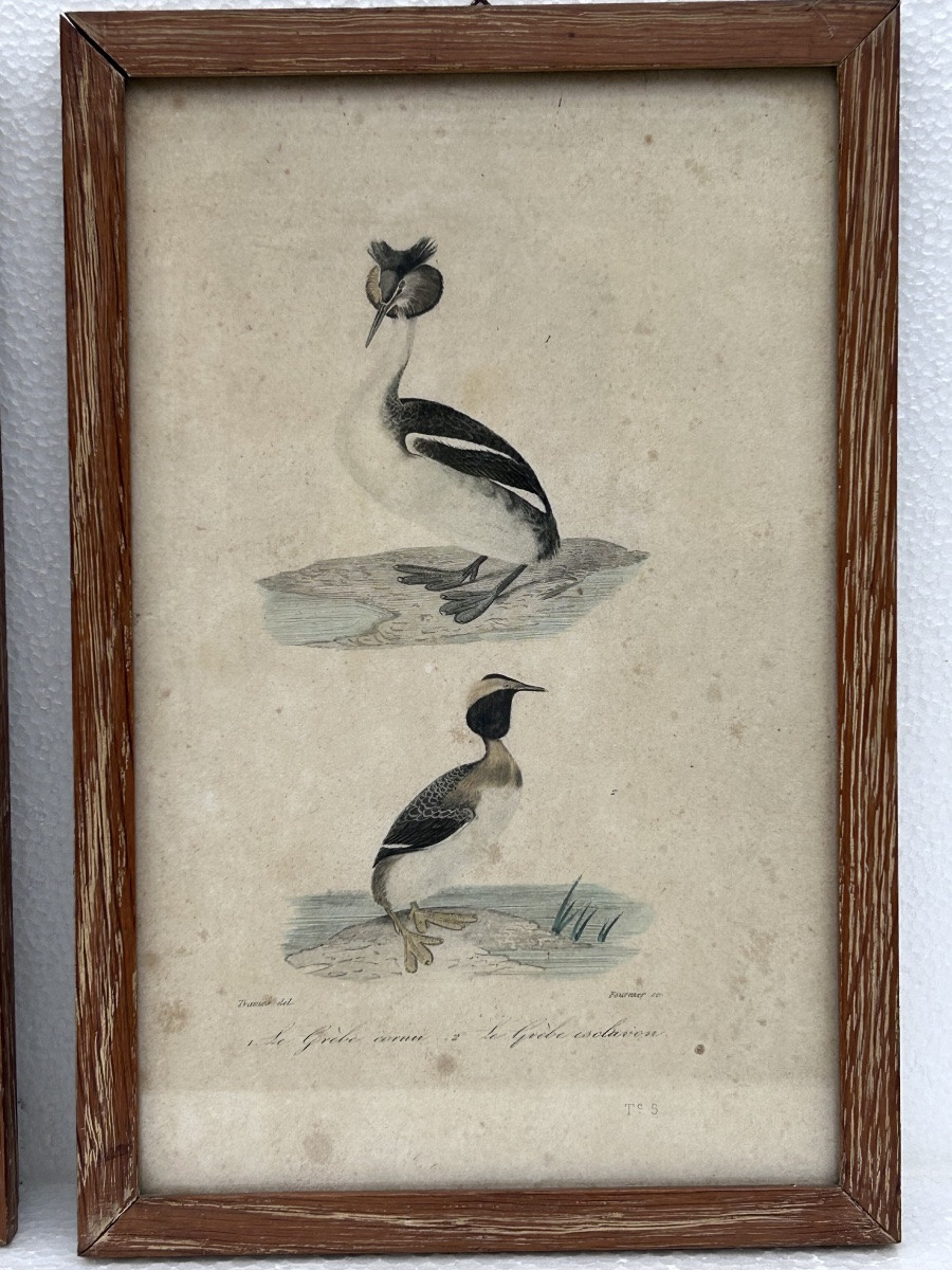 Lot de 4 gravures colorées sur le thème des oiseaux-photo-1