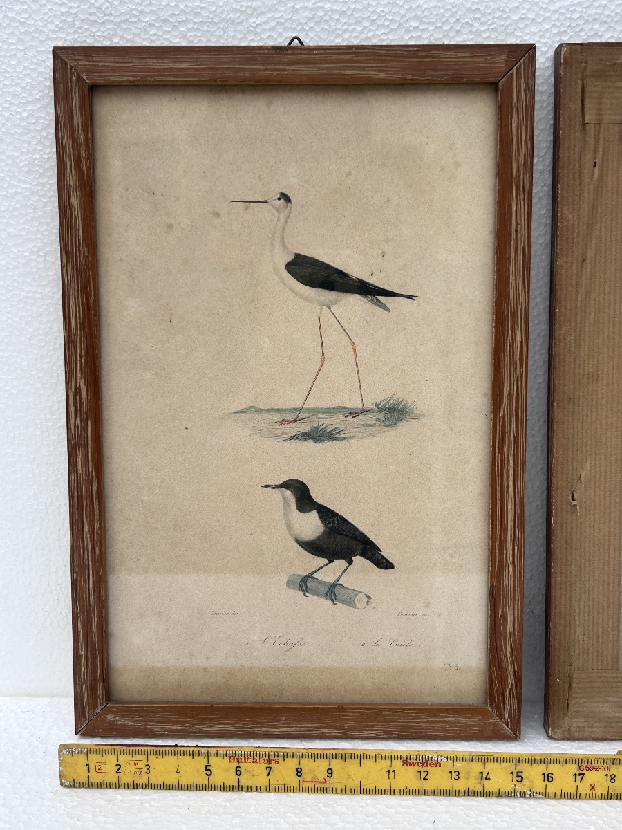 Lot de 4 gravures colorées sur le thème des oiseaux-photo-3