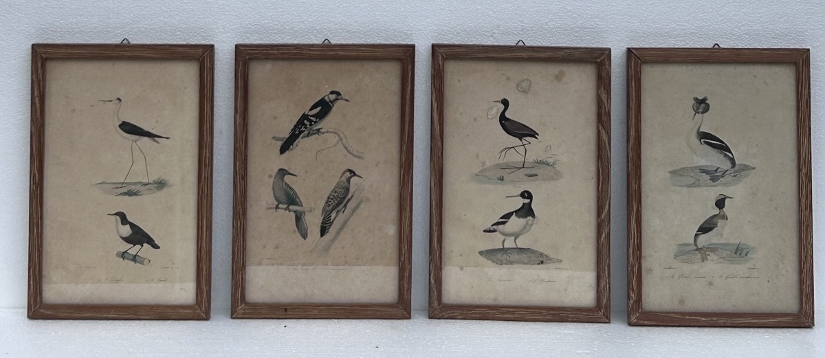 Lot de 4 gravures colorées sur le thème des oiseaux-photo-4