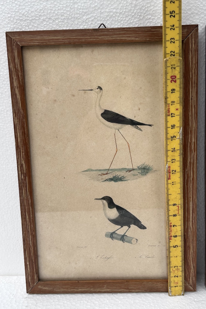 Lot de 4 gravures colorées sur le thème des oiseaux-photo-5