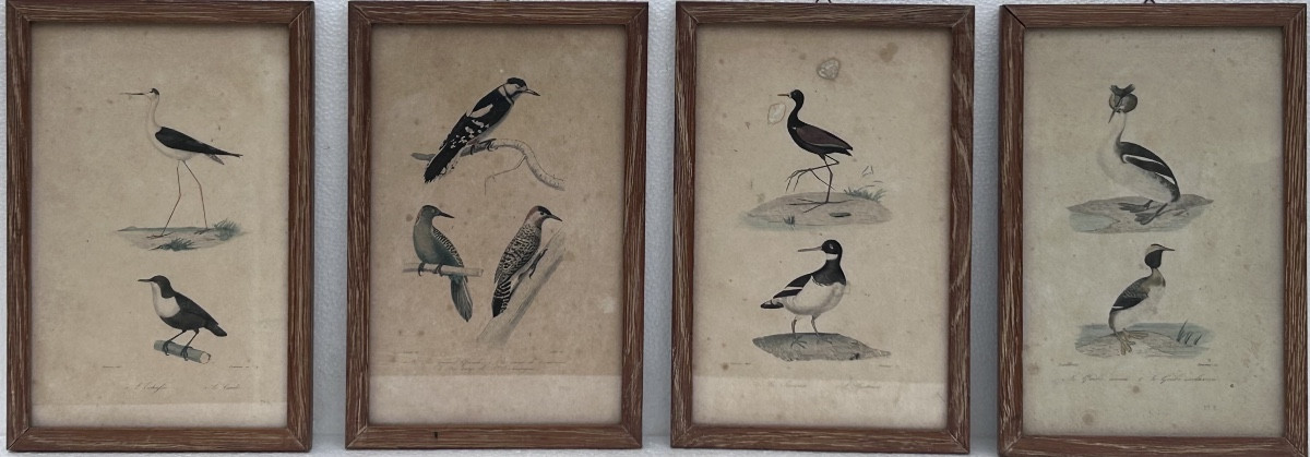 Lot de 4 gravures colorées sur le thème des oiseaux