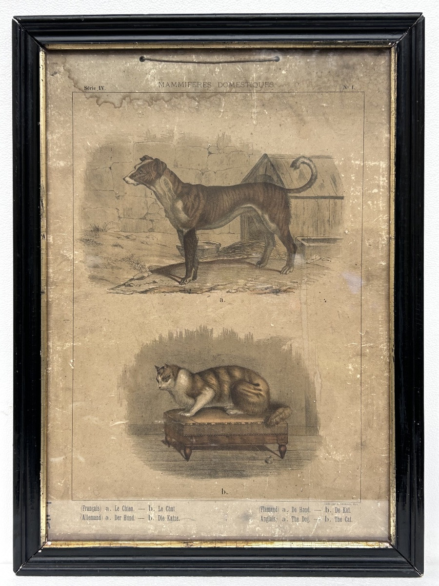 Lot de 2 gravures colorées, thème animalier-photo-2