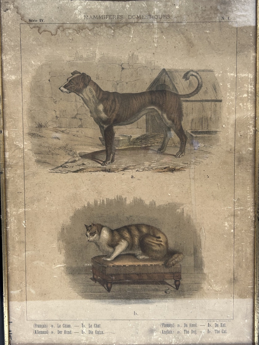 Lot de 2 gravures colorées, thème animalier-photo-3