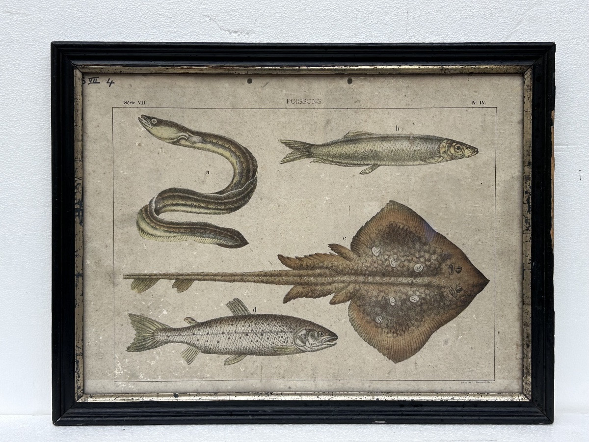 Lot de 2 gravures colorées, thème animalier-photo-2