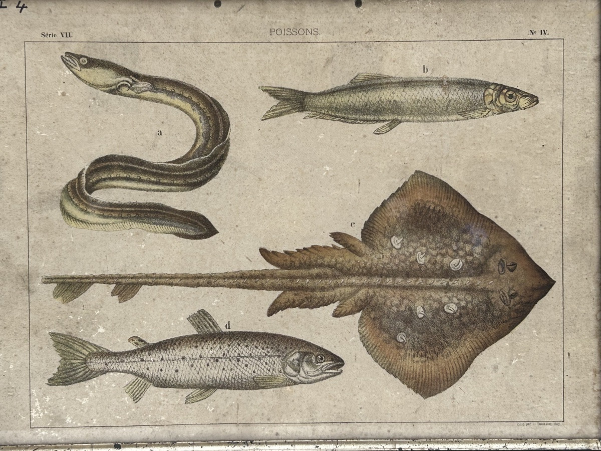 Lot de 2 gravures colorées, thème animalier-photo-3