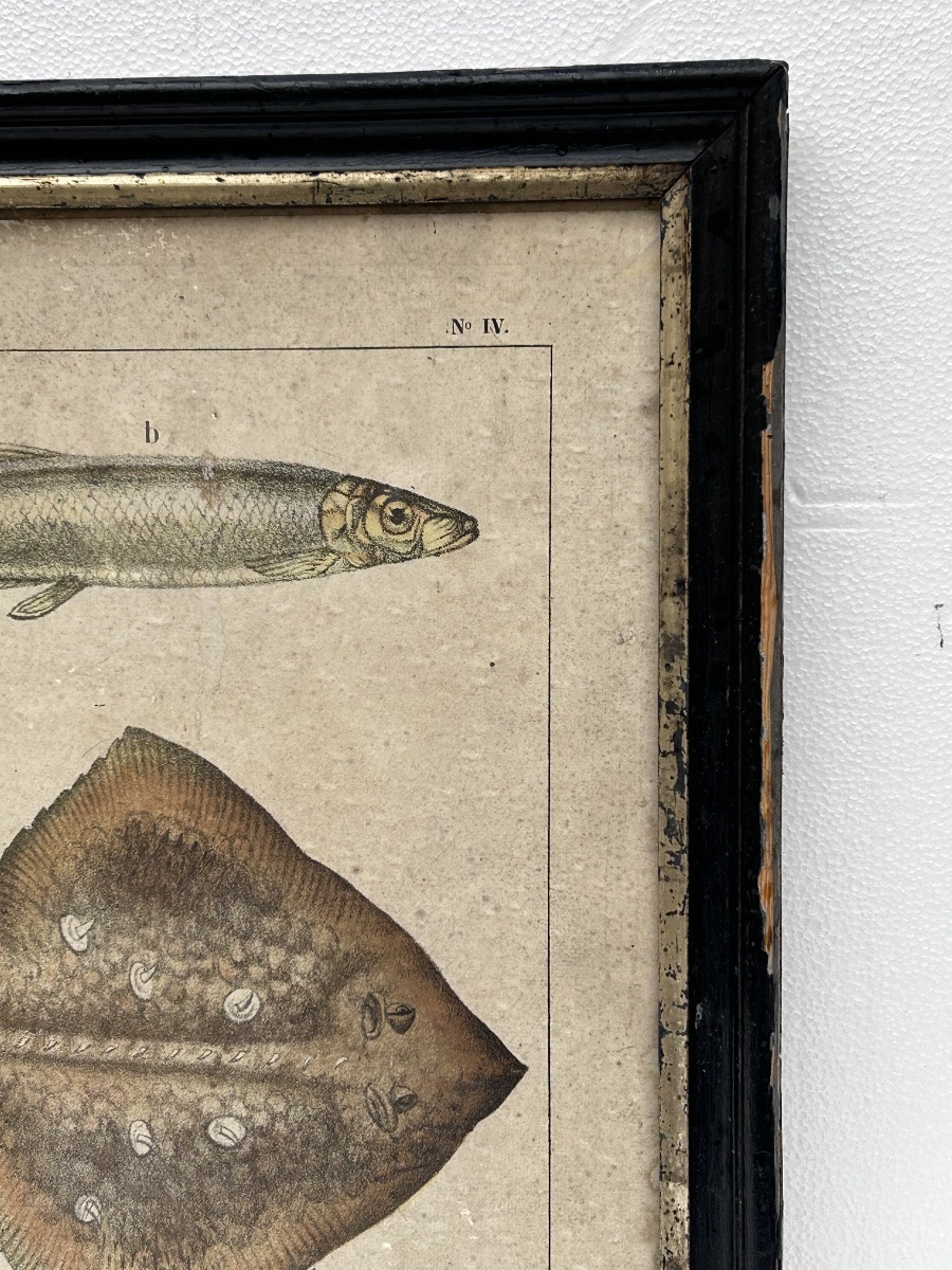 Lot de 2 gravures colorées, thème animalier-photo-4