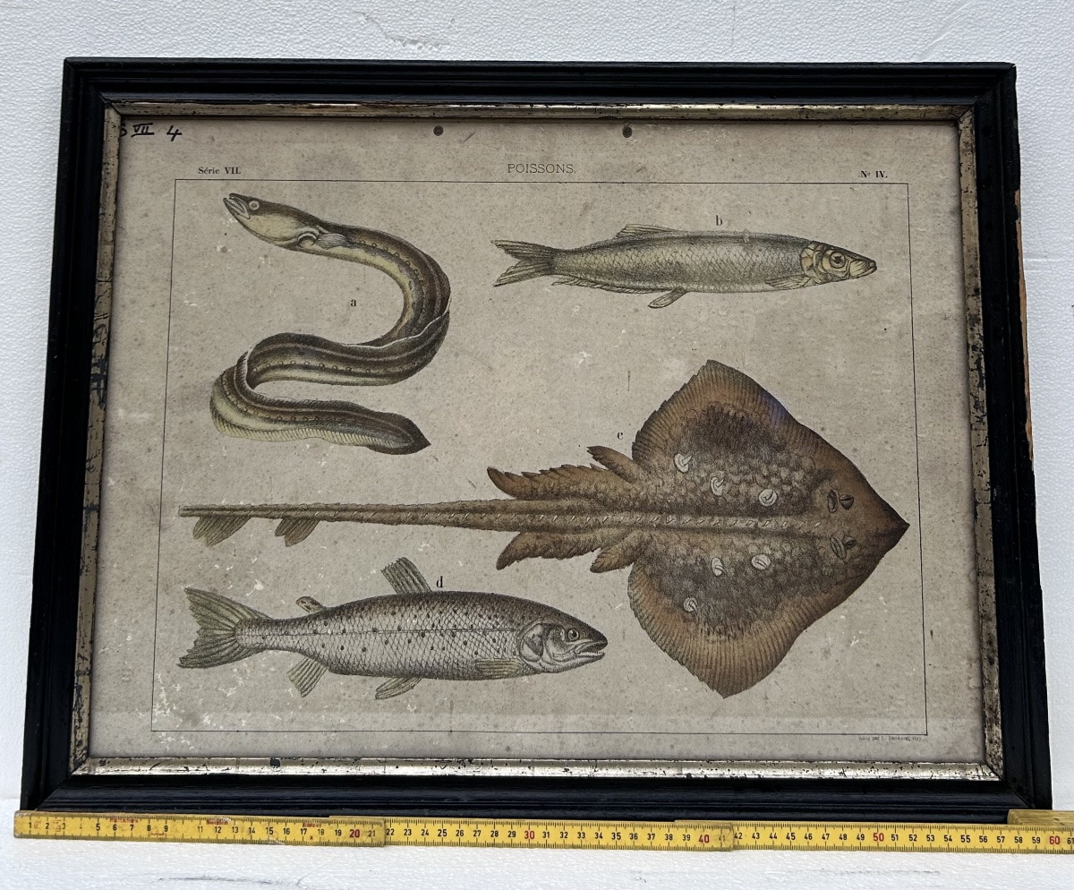 Lot de 2 gravures colorées, thème animalier-photo-5