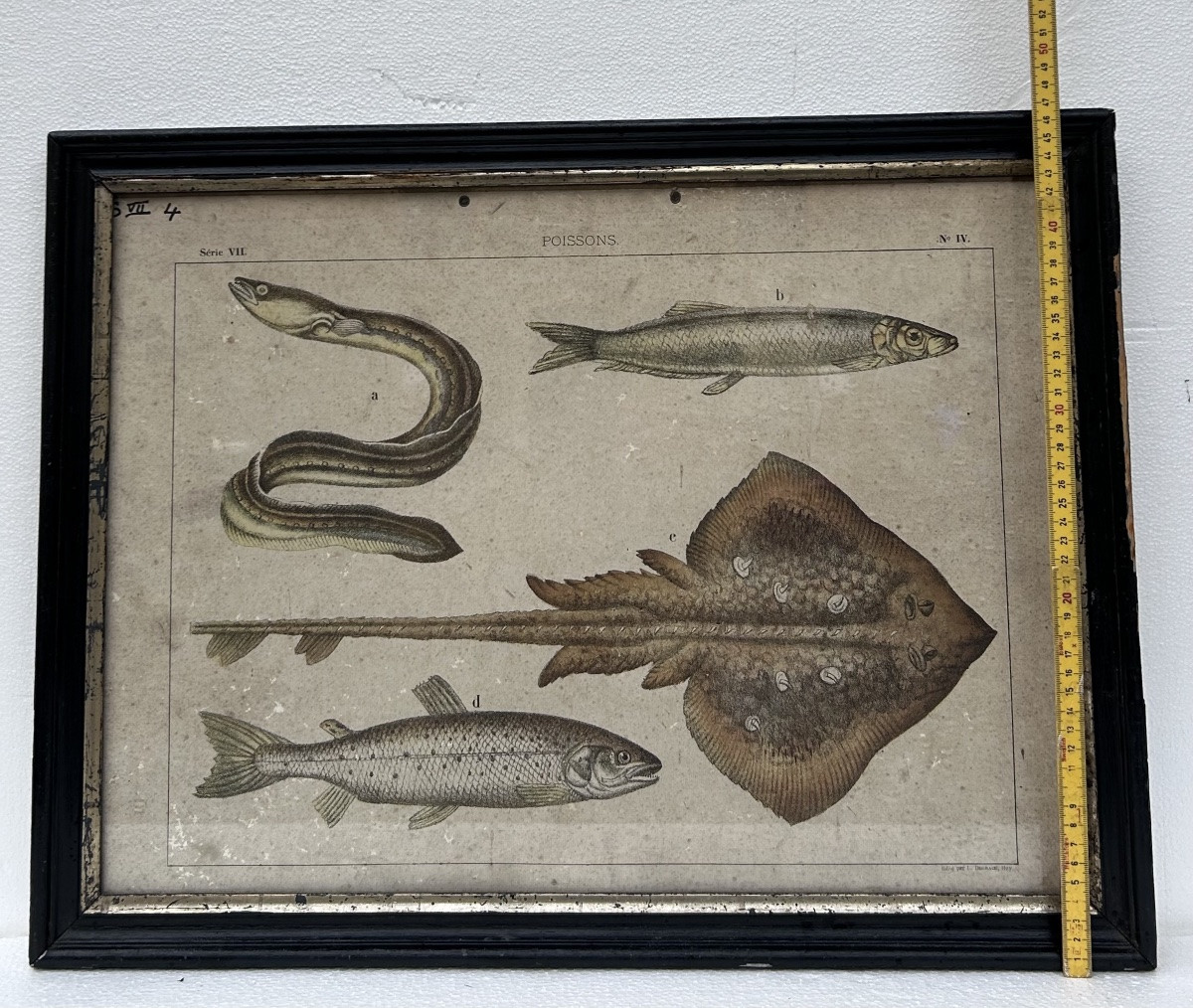 Lot de 2 gravures colorées, thème animalier-photo-6