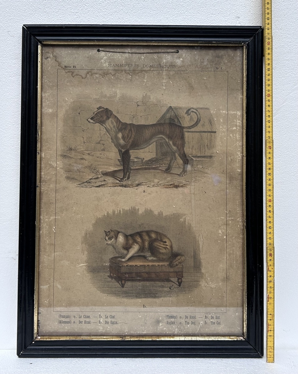 Lot de 2 gravures colorées, thème animalier-photo-8
