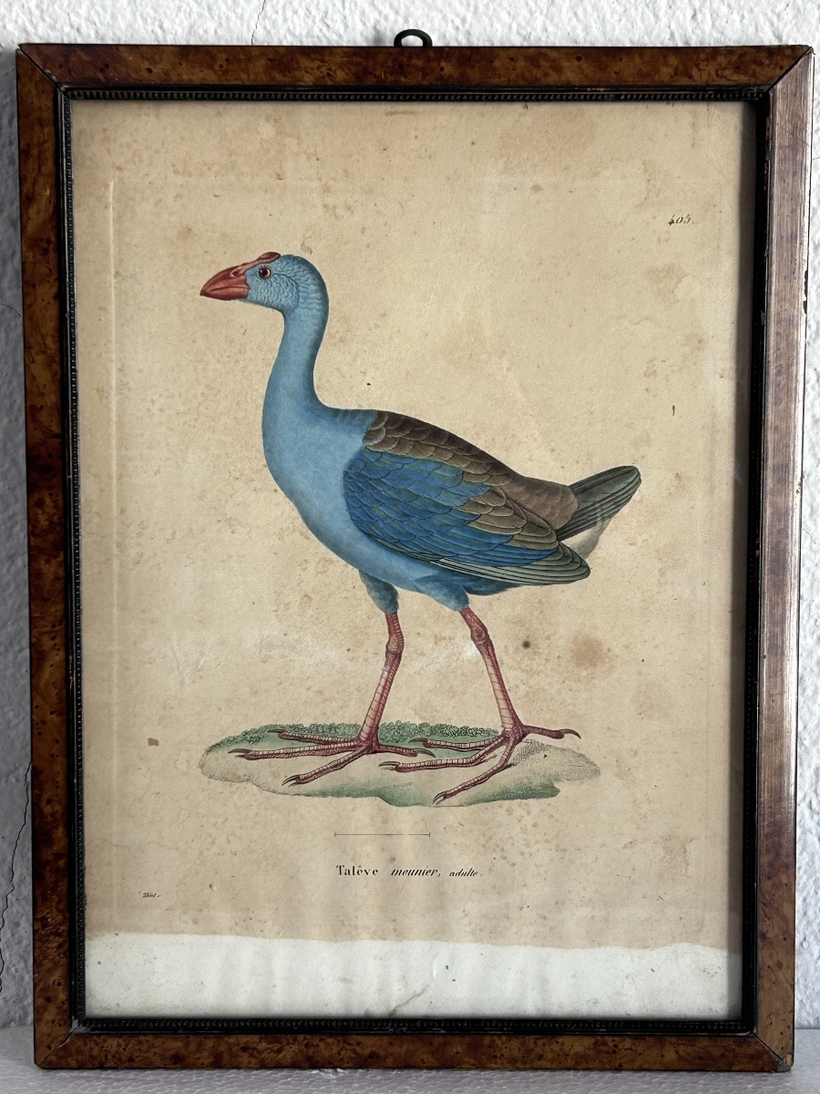 Set Of 2 Colored Engravings, Birds -photo-3