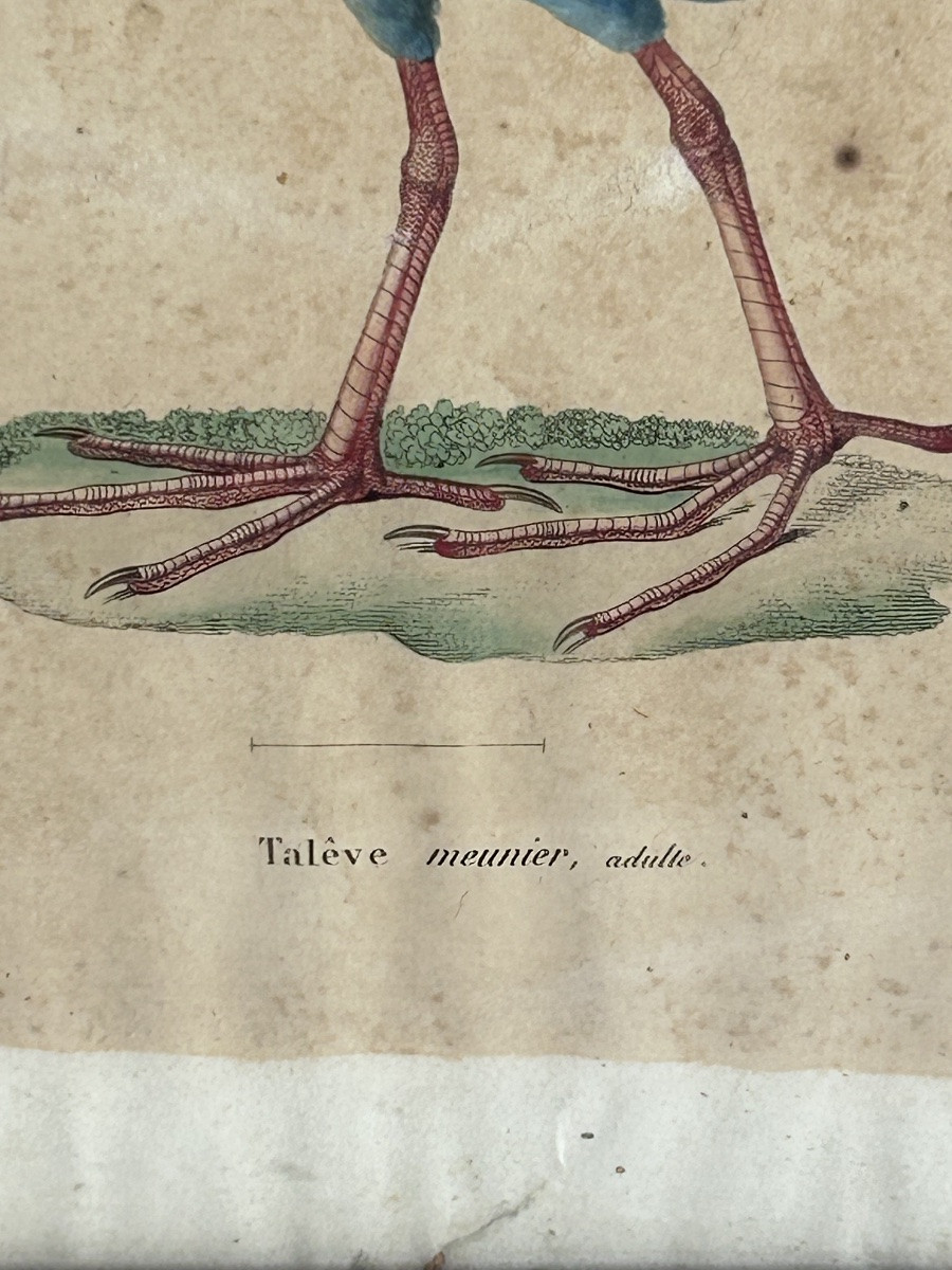 Set Of 2 Colored Engravings, Birds -photo-4