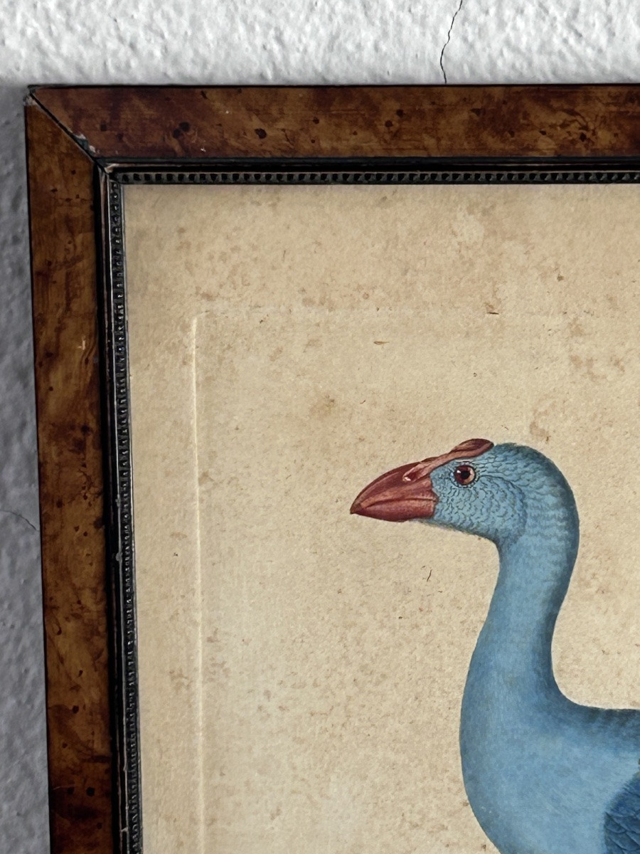 Set Of 2 Colored Engravings, Birds -photo-1