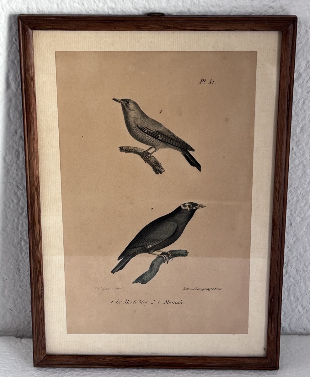 Set Of 2 Colored Engravings, Birds -photo-3