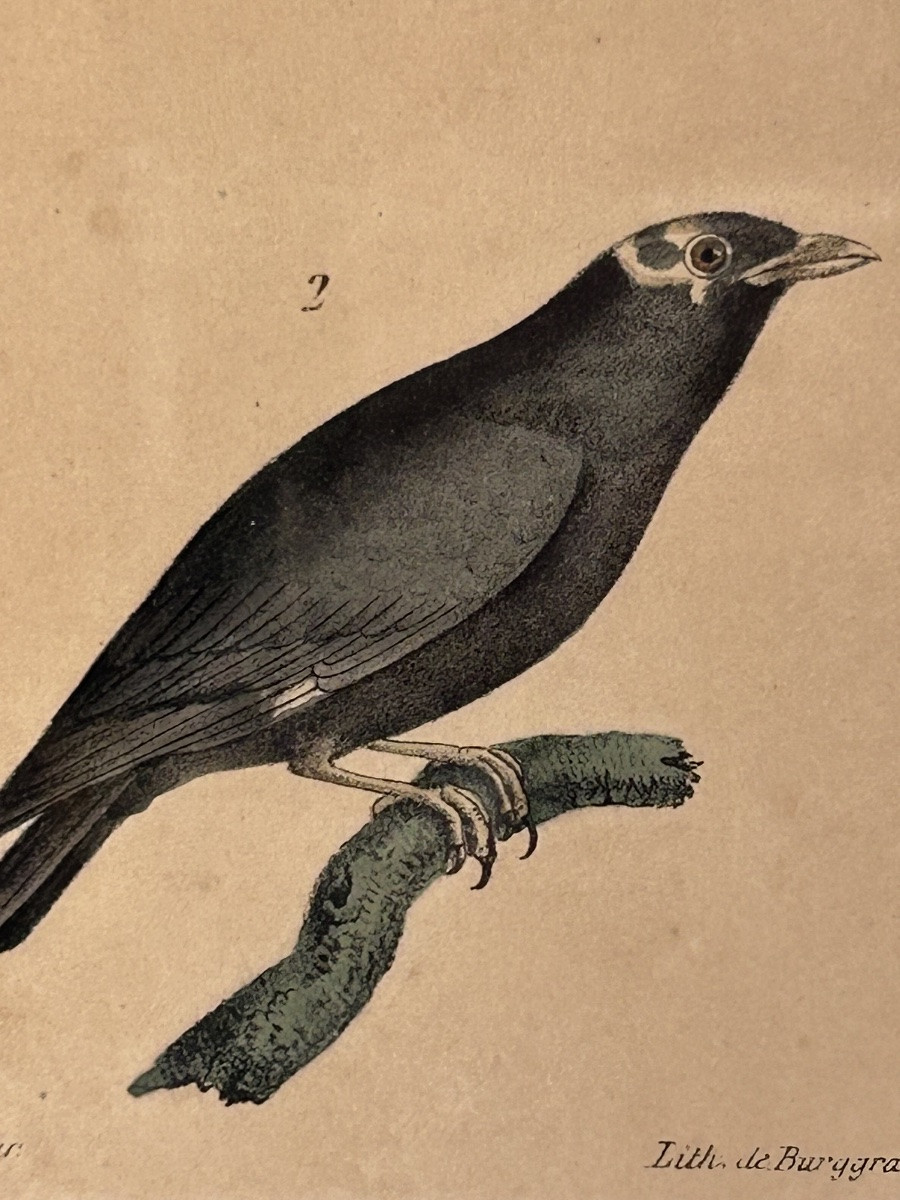 Set Of 2 Colored Engravings, Birds -photo-5