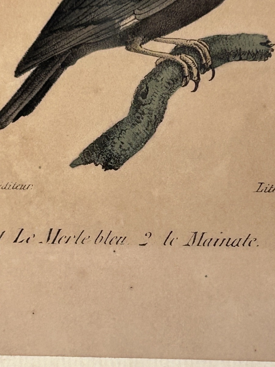 Set Of 2 Colored Engravings, Birds -photo-7