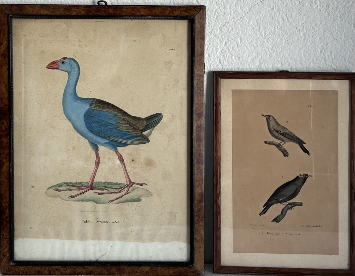 Set Of 2 Colored Engravings, Birds 