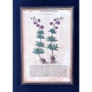 Colourful Engraving Of A Flower, Front And Back. 