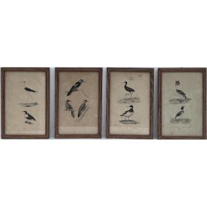 Lot de 4 gravures colorées sur le thème des oiseaux