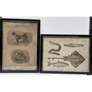 Lot de 2 gravures colorées, thème animalier