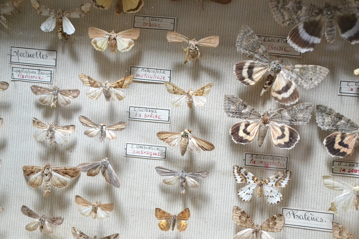 Boite d'Entomologie-photo-2